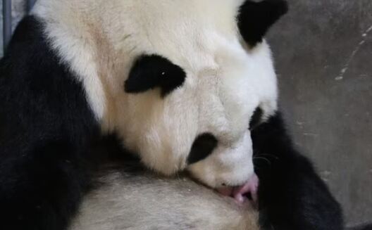 pandy2.jpg pandy2.jpg