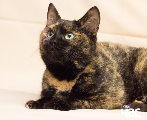 7/11 pb233473_logo.jpg