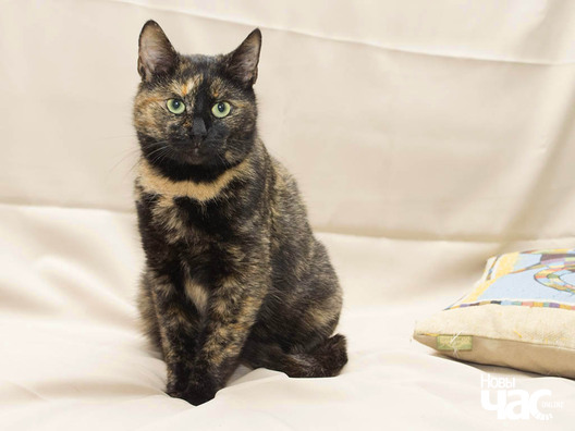 8/11 pb233501_logo.jpg