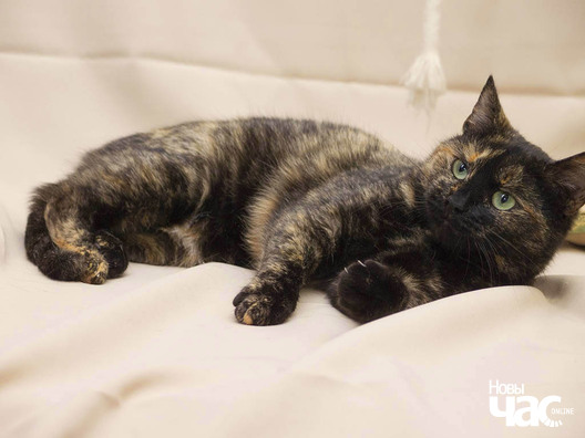 6/11 pb233521_logo.jpg