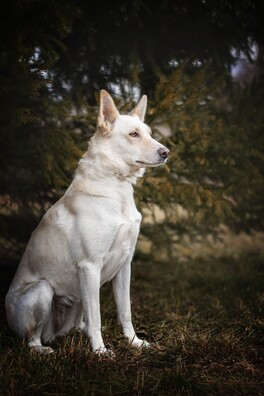 pda_koycj2c_logo.jpg pda_koycj2c_logo.jpg