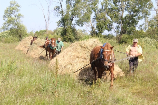 Перавозка сена. Фота Паўла Куніцкага Перавозка сена. Фота Паўла Куніцкага