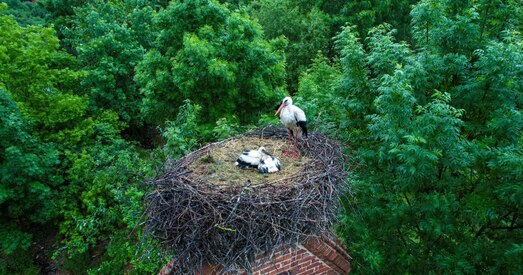 Беларускія буслянкі — самыя вялікія ў Еўропе