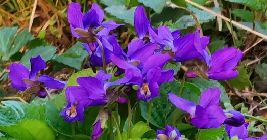 Як правільна збіраць бярозавы сок, якая адказнасць за першацветы і ці трэба паліць сухую траву