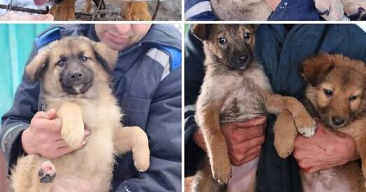 Каля 30 сабак засталіся без гаспадара