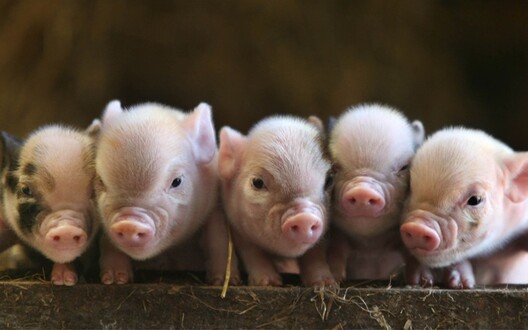 pigs_2395759k.jpg pigs_2395759k.jpg