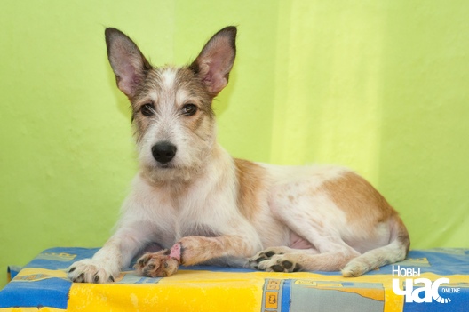 qfhjgdzla_o_logo.jpg qfhjgdzla_o_logo.jpg