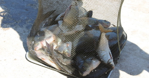 Расія вылучыла Беларусі квоты на вылаў рыбы ў 2021 годзе. Хто гэтым будзе займацца?