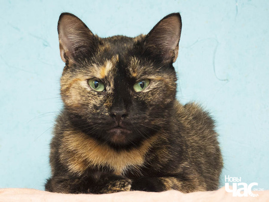 10/11 s5090200_logo.jpg