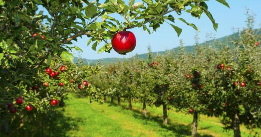 Грошы з яблычным водарам
