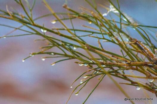 9/13 sahara_snow_8.jpg