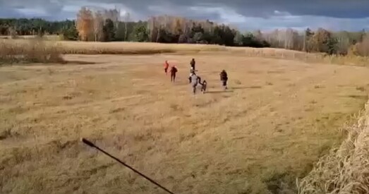 Апублікавана відэа, на якім мігранты каля польскай мяжы ўцякаюць ад камбайна падчас уборкі кукурузы