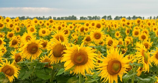 Як размарозіць замарожаныя цэны? Кошт расліннага алею дазволена павысіць на 15%