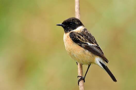 Чорнагаловы ерчык. Фота Shutterstock Чорнагаловы ерчык. Фота Shutterstock