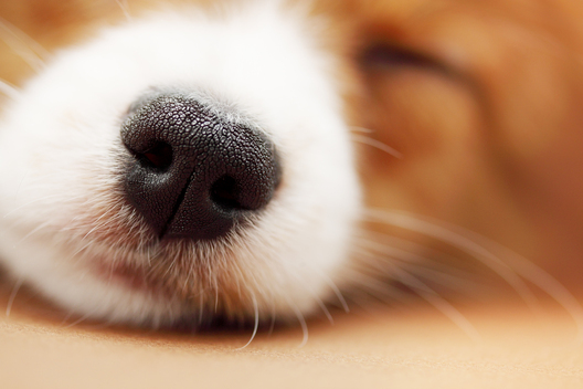 sleeping_corgi_puppy_nose_closeup_381425_ref.png sleeping_corgi_puppy_nose_closeup_381425_ref.png