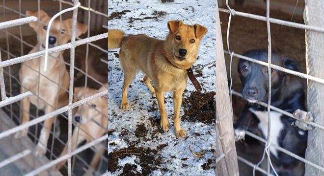 Што адбываецца ў Кабаках пасля самагубства стваральніка прытулку Кабакі: Што адбываецца пасля самагубства стваральніка прытулку для сабак?