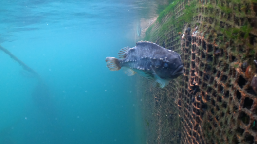 ssf_14.png ssf_14.png