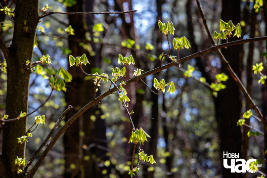 3/5 szljah_szprota_park_czaljuskinicau_dzmitryeu_dzmitryj_novy_czas_____3__logo.jpg