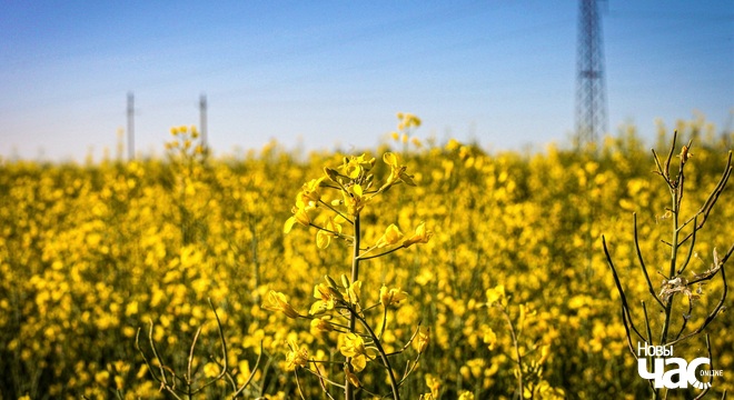 Вайна Расіі супраць Украіны. Як культура стала зброяй Фронт культуры: як мастацтва, кіно і літаратура сталі зброяй супраціву