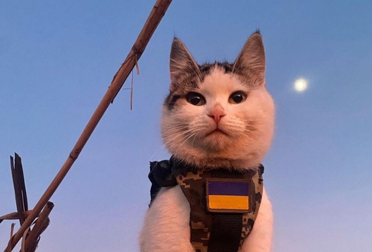 Кот Шайбік. Фота Instagram @shaybaboy Кот Шайбік. Фота Instagram @shaybaboy