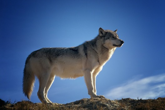 wolf_142173_1280.jpg wolf_142173_1280.jpg