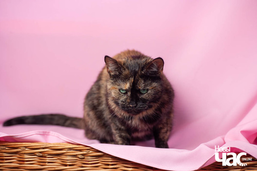 1/11 xq9r1595_logo.jpg