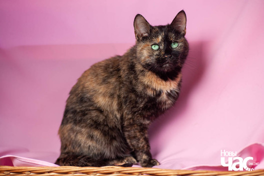 3/11 xq9r1606_logo.jpg