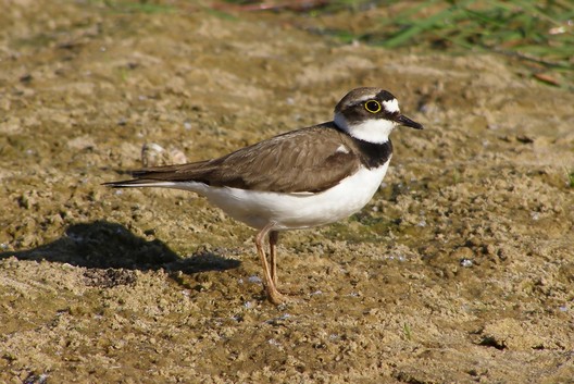Малы зуёк. Фота Змітра Якубовіча Малы зуёк. Фота Змітра Якубовіча