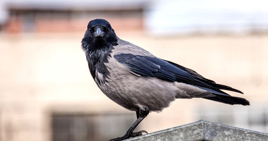 Вертыкаль улады скамянела, як шкілет дыназаўра