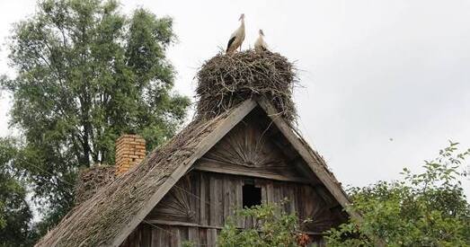 Назад, у калектывізацыю