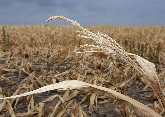 143409_zasuha.jpg 143409_zasuha.jpg