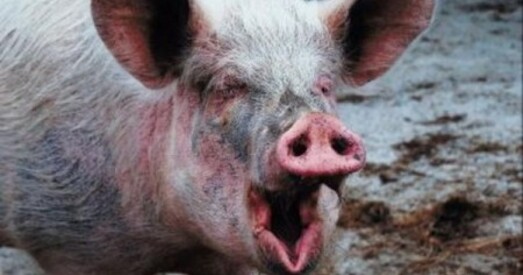 Будаўніцтва свінакомплекса каля Маладзечна можа абярнуцца экалагічнай катастрофай