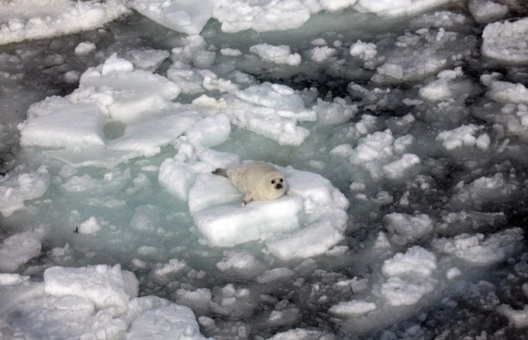 3975499.jpg 3975499.jpg