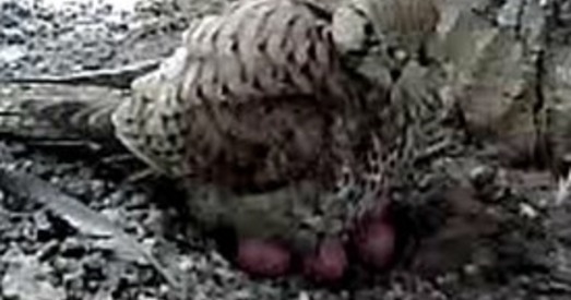 Пра сокалаў, якія жывуць на гарадзенскім касцёле, здымуць дакументальны фільм