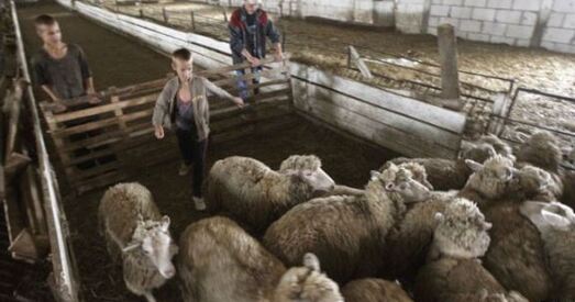 Урад прапануе беларусам свіней замяніць авечкамі і качкамі