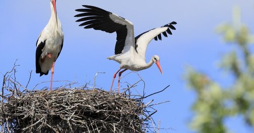 БагатаДата: 30 сакавіка — 5 красавіка