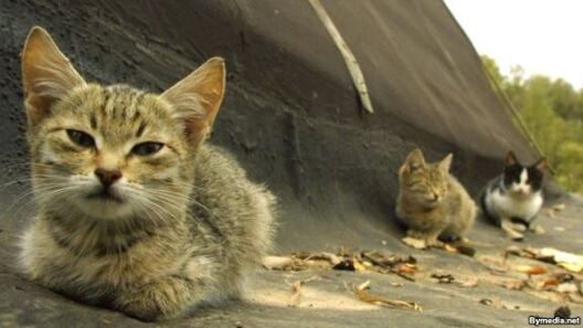 e139951e_330e_4657_a06b_783c5abfb5d5_w640_r1_cx0_cy9_cw0_s.jpg e139951e_330e_4657_a06b_783c5abfb5d5_w640_r1_cx0_cy9_cw0_s.jpg