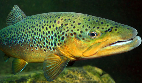 get_img_7_1.jpg get_img_7_1.jpg