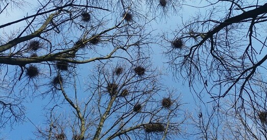 Гарадзенскія студэнты шукаюць грошы на аднаўленне старога парку сядзібы Станіславова