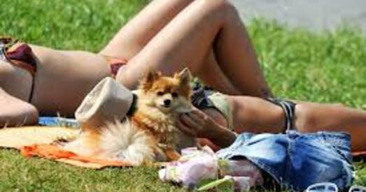 На выходных у Беларусь вяртаецца спёка, чакаецца да + 32 °С