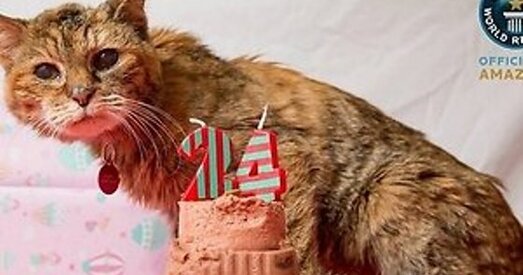 Памерла самая старая кошка ў свеце — 24-гадовая Попі