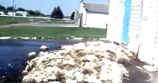 Мор птушкі на Гомельшчыне выкліканы безгаспадарчасцю