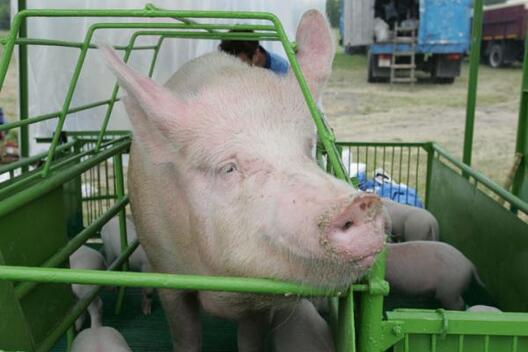 pigz.jpg pigz.jpg