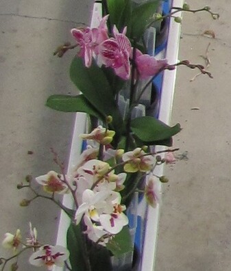 orhidei33_1_logo.jpg orhidei33_1_logo.jpg