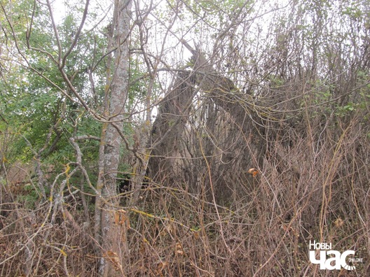 3/5 drazdovicz_7_logo.jpg