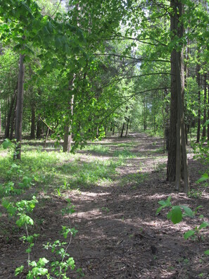 Па гэтай лясной дарозе “чорныя варанкі” везлі ахвяраў на забойства. І ніхто не згададваўся, што на трасу гэтай дарогі паказвала пабудаваная пазней уздоўж яе ЛЭП, якая зараз не існуе, але зафіксавана на старых мапах Па гэтай лясной дарозе “чорныя варанкі” везлі ахвяраў на забойства. І ніхто не згададваўся, што на трасу гэтай дарогі паказвала пабудаваная пазней уздоўж яе ЛЭП, якая зараз не існуе, але зафіксавана на старых мапах