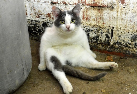 partos.jpg partos.jpg