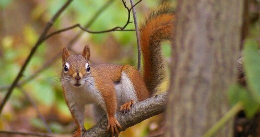 Вавёрка сарвала працэс датэрміновага галасавання ў Агаё