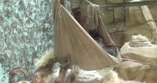 Новая зорка інтэрнэту — арангутан сам зрабіў гамак і пагайдаўся ў ім